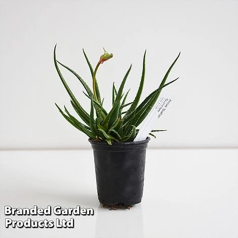 Aloe 'Safari Sunrise' 4 Aloe 'Safari Sunrise' - Image 4