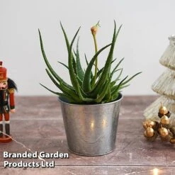 Aloe 'Safari Sunrise' 14 Aloe 'Safari Sunrise' -Vedicayur Store ALOE SAFARISUN T44655