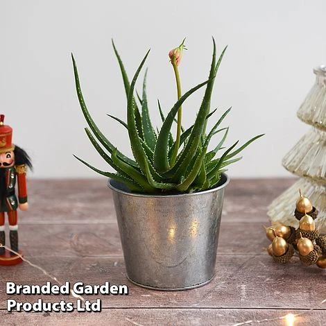 Aloe 'Safari Sunrise' 5 Aloe 'Safari Sunrise' - Image 5