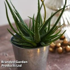 Aloe 'Safari Sunrise' 16 Aloe 'Safari Sunrise' -Vedicayur Store ALOE SAFARISUN T44658