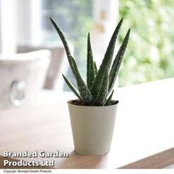 De-humidifying House Plant Collection -Vedicayur Store ALOE VERA10 T08176