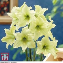 Amaryllis 'Lemon Star'
