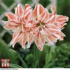 Amaryllis 'Dancing Queen'