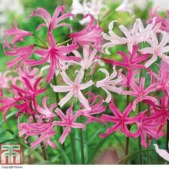 Amarine 'BellaDiva Mixed'