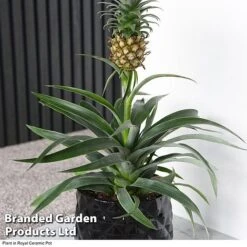 Pineapple Plant 10 Pineapple Plant -Vedicayur Store ANAN PINEAPPLE A2