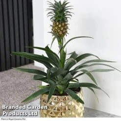 Pineapple Plant 11 Pineapple Plant -Vedicayur Store ANAN PINEAPPLE B2