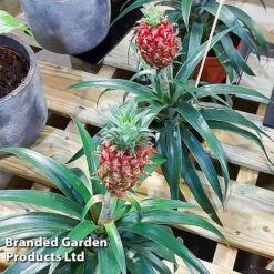 Pineapple Plant 'Rosita' -Vedicayur Store ANAN PINEAPPLE WKF1190