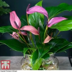 Anthurium Aqua In Sierglass -Vedicayur Store ANTH KB3998 B1