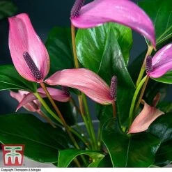 Anthurium Aqua - Gift -Vedicayur Store ANTH KB3998 C11