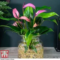 Anthurium Aqua In Sierglass -Vedicayur Store ANTH KB3998 D1
