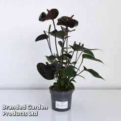 Anthurium 'Black Love' -Vedicayur Store ANTH BLACK12CM T44471