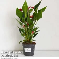 Anthurium 'Million Flower' 9 Anthurium 'Million Flower' -Vedicayur Store ANTH MILLIONFL T35886