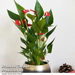 Anthurium 'Million Flower' 7 Anthurium 'Million Flower' -Vedicayur Store ANTH MILLIONFL T35888