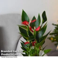 Anthurium 'Million Flower' 8 Anthurium 'Million Flower' -Vedicayur Store ANTH MILLIONFL T35893