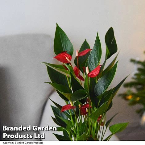 Anthurium 'Million Flower' 4 Anthurium 'Million Flower' - Image 4