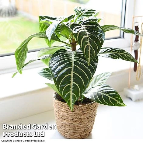 Aphelandra Squarrosa 3 Aphelandra Squarrosa - Image 3