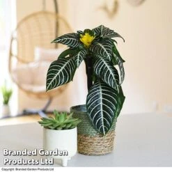 Aphelandra Squarrosa 11 Aphelandra Squarrosa -Vedicayur Store APHE SQUARROSA T41681