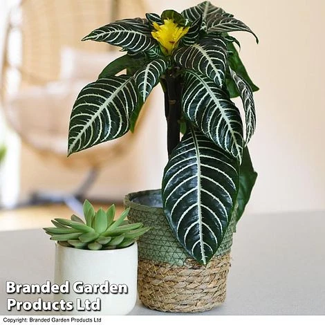 Aphelandra Squarrosa 1 Aphelandra Squarrosa