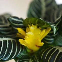 Aphelandra Squarrosa 12 Aphelandra Squarrosa -Vedicayur Store APHE SQUARROSA T41684