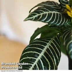 Aphelandra Squarrosa 13 Aphelandra Squarrosa -Vedicayur Store APHE SQUARROSA T41685