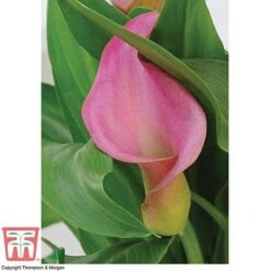 Arum Lily (Pink) (House Plant) -Vedicayur Store ARUM TKA2961 C