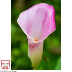 Arum Lily (Pink) (House Plant) -Vedicayur Store ARUM TKA2961 D