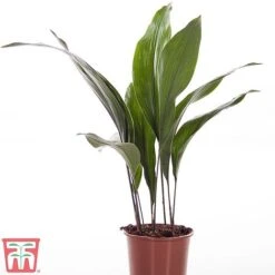 Aspidistra Elatior -Vedicayur Store ASPI TKA2850 A