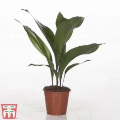 Aspidistra Elatior -Vedicayur Store ASPI TKA2850 B