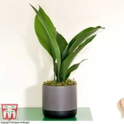 Aspidistra Elatior -Vedicayur Store ASPI TKA2850 J