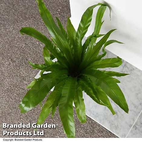 Asplenium Antiquum 2 Asplenium Antiquum - Image 2