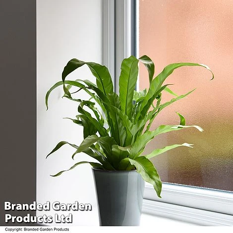 Asplenium Antiquum 4 Asplenium Antiquum - Image 4