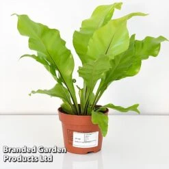 Asplenium Nidus 8 Asplenium Nidus -Vedicayur Store ASPL NIDUS12CM T44485