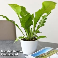 Asplenium Nidus 7 Asplenium Nidus -Vedicayur Store ASPL NIDUS T44490