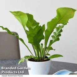 De-humidifying House Plant Collection -Vedicayur Store ASPL NIDUS T44491