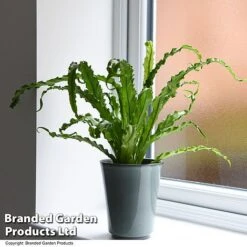 Asplenium Antiquum 'Osaka' -Vedicayur Store ASPL OSAKA T47348