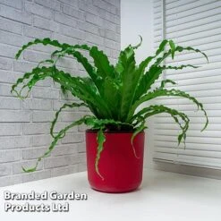 Asplenium Antiquum 'Osaka' -Vedicayur Store ASPL OSAKA WKF1159
