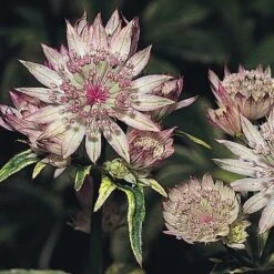 Astrantia Major