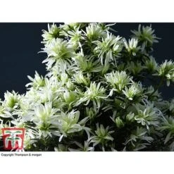 Spider Azalea Magisnow Tree 'Winter Beauty'- Gift -Vedicayur Store AZAL WGKB7068 D