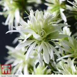 Spider Azalea Magisnow Tree 'Winter Beauty'- Gift -Vedicayur Store AZAL WGKB7068 E