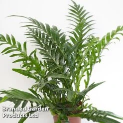 Aglaomorpha Coronans -Vedicayur Store Aglaomorpha coronans WKF1158