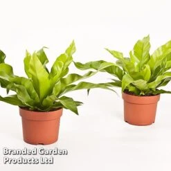 Asplenium Antiquum 11 Asplenium Antiquum -Vedicayur Store Asplenium antiquum WKB9076 B