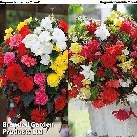 Begonia Tubers Duo 1 Begonia Tubers Duo