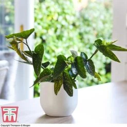 New Arrival -Vedicayur Store BEG WKB2725 A