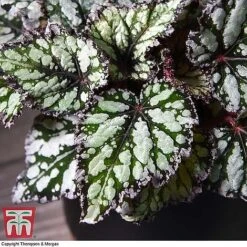 Begonia Rex Trio - Gift -Vedicayur Store BEG WKB4884 B11