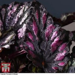 Begonia Rex Trio - Gift -Vedicayur Store BEG WKB4890 B11