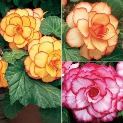 Begonia Collection -Vedicayur Store BEGO P9368 B1
