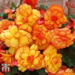 Begonia 'Cascading Fireball' 6 Begonia 'Cascading Fireball' -Vedicayur Store BEGO T16328 A