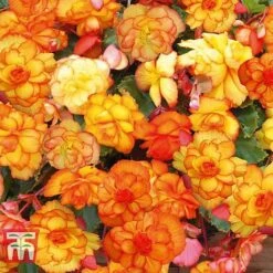 Begonia 'Cascading Fireball'