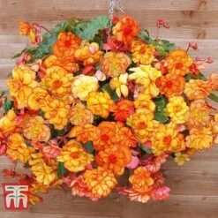 Begonia 'Cascading Fireball' 7 Begonia 'Cascading Fireball' -Vedicayur Store BEGO T16328 C
