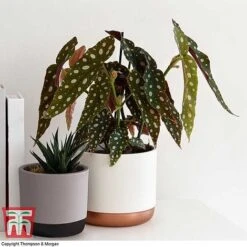 Begonia Maculata -Vedicayur Store BEGO WKB2725 G